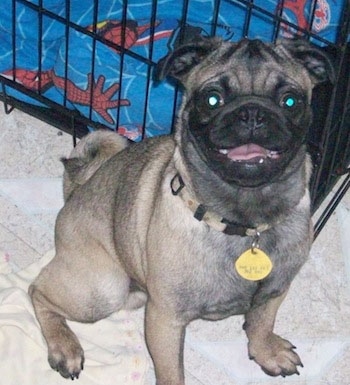 Front view - A tan with black Pug is sitting on a dog bed and behind it is a crate. The Pug is looking up, its mouth is open and it looks like it is smiling. It has a lot of black on it.