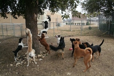 A pack of 10 dogs are climbing, jumping and barking at an animal in a tree