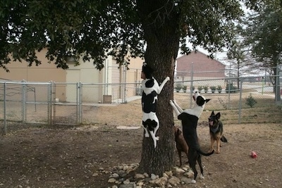 Four dogs are climbing, jumping and standing against a tree barking at an animal.