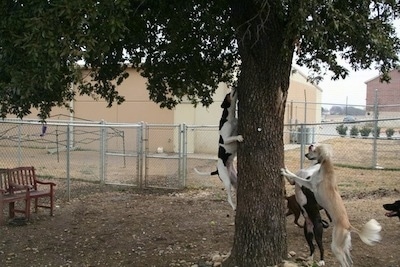 One dog is jumping up a tree. Two other Dogs are standing against a tree. There is another dog walking behind the tree