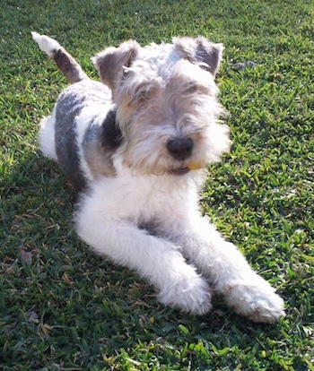 Front view p A white with black and tan Wire Fox Terrier that is laying across a grass surface. Its tail is up and it is looking forward. The hair on its muzzle is covering up its eyes. It has a big black nose.