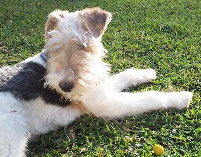 The back right side of a white with black and tan Wire Fox Terrier that is laying across a grass surface. It is looking down and back. It has shorter hair on its back and longer hair on its square muzzle. Its small ears are folded over to the front.