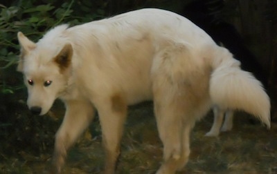 The right side of a dirty white Wolf hybrid that is standing in mud and it is looking forward. Its head is low and its eyes are glowing orange.