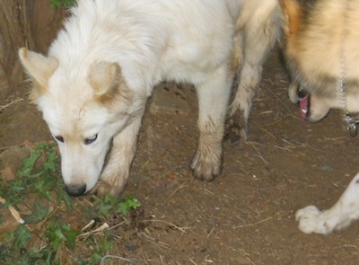 A white Wolf Hybrid puppy is looking down at a leaf that is surrounded by dirt. There is another dog to the right of it.