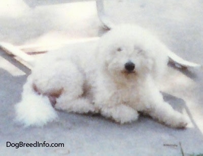 Bichon Frise laying outside under a chair