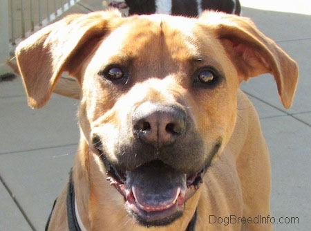 Close Up -Tilo the Rhodesian Ridgeback / Boxer mix is standing on concrete blocks and looking at the camera holder