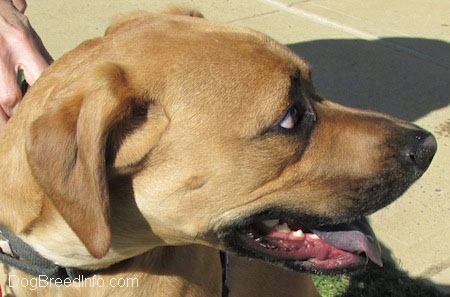 Side View -Tilo the Rhodesian Ridgeback / Boxer mix is standing on concrete blocks and looking at the camera holder