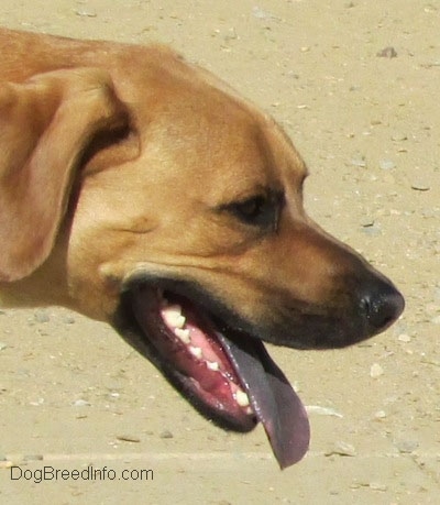 Close up head shot - A dog standing in dirt with its mouth open and tongue out. Its tongue is black