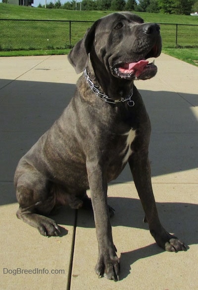 Shady the Cane Corso Italiano is sitting on a concrete ground and there is a chain link fence in the background