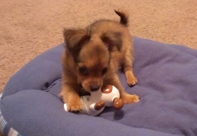 Logan the long-hair Chihuahua puppy is laying on a blue dog bed and chewing on a toy shaped like a brown and white dog