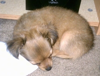 Close Up - Logan the long-hair Chihuahua puppy is sleeping on a carpet in front of a logitech speaker 
