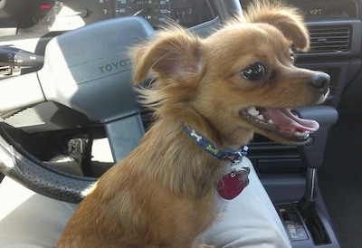 Logan the brown long-hair Chihuahua is sitting in a persons lap in the drivers side of a Toyota car.
