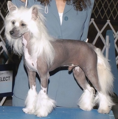A hairless Chinese Crested is posed on a blue show dog table and there is a person behind him