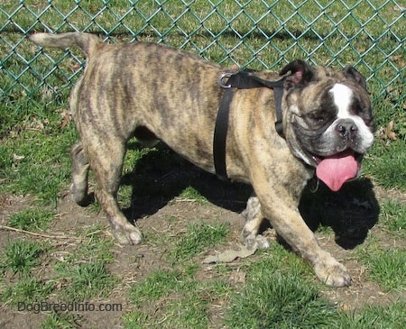 Diesel the English Bulldog walking along a fence line with its mouth open and tongue out wearing a black harness