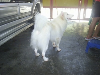A white with tan Japanese Spitz is standing in a garage next to a vehicle. There is a person in front of it