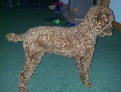 Right Profile - A tan Miniature Poodle is standing on a green carpet. There are toys on the floor in the distance next to it.