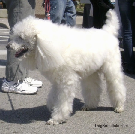 The front left side of a long, thick-coated, white Standard Poodle dog standing across a black top surface. Its mouth is open and it looks like it is smiling.