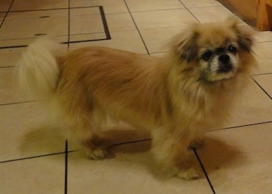 The front right side of a tan with black and white Tibetan Spaniel is standing across a tiled floor and it is looking forward. Its tail is being held low.