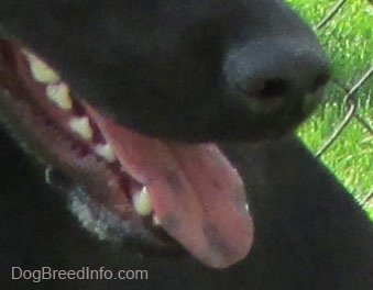 Close Up - The tongue of a Black Labrador with black spots all over it