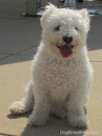 Casey the Bichon Frise sitting outside with its mouth open and tongue out