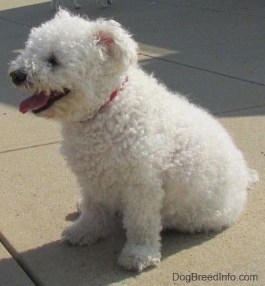 Right Profile - Casey the Bichon Frise sitting on a sidewalk with its mouth open and tongue out