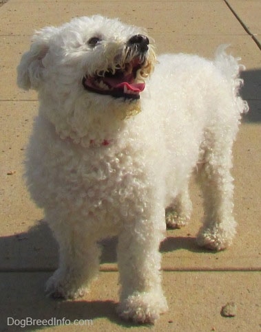 Casey the Bichon Frise standing on a sidewalk and looking up and to the left with her tongue out