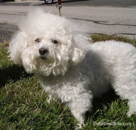Suzi the Bichon Frise standing on grass outside with a road behind her