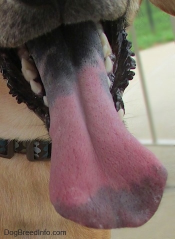 Close Up - A Dog tongue that is black towards the mouth pink in the middle and black at the end