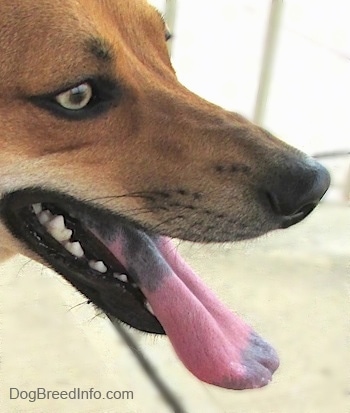 Side View - A Dog tongue that is black towards the mouth pink in the middle and black at the end
