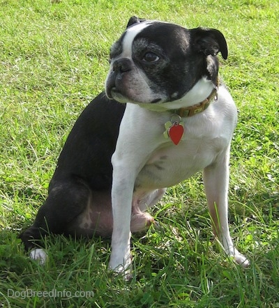 Tater the Boston Terrier sitting outside in the grass and looking to the right