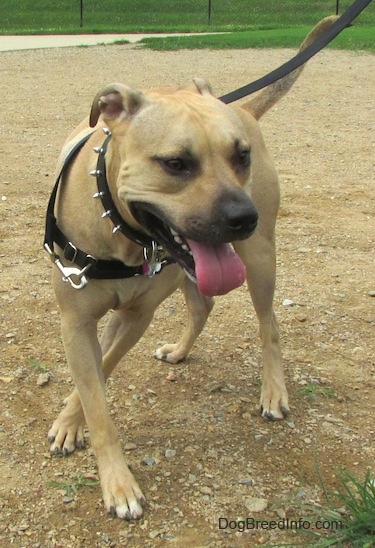 A panting tan Labrabull dog is wearing a black spike collar and a harness turning around in dirt and it is moving to the right. 