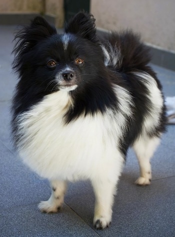 Close up front side view - A furry black and white Pomeranian is standing on a carpet and it is looking up. It has longer fringe hair on its ears and tail.