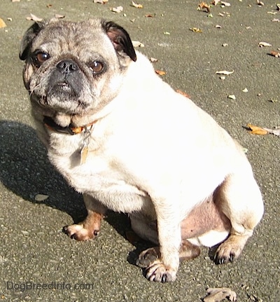 Front side view - A tan with black Pug is sitting on a stone surface and it is looking forward. There are fallen leaves behind it.