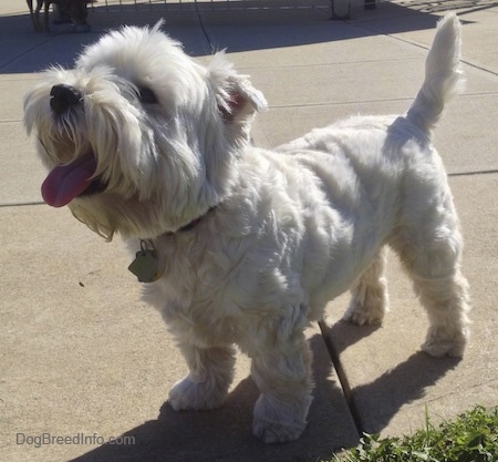 The front left side of a West Highland White Terrier dog that is standing across a concrete surface. Its mouth is open, its tongue is out and it is looking up. The dog