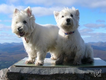 Two West Highland White Terriers are on top of a rock. One is looking down with its mouth open and the other one is sitting and looking up. There is a view of a blue sky and a valley behind them.