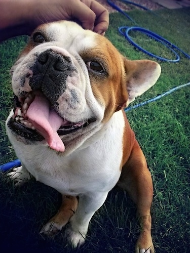 Deacon the tan and white English Boston-Bulldog is being pet on the head by a person