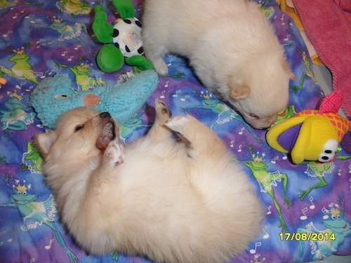 Two tan with white German spitz puppies are laying on a purple and blue blanket that has frogs on it surrounded by plush toys