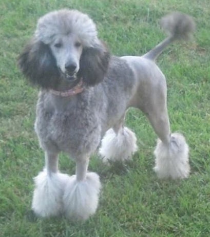 Front side view - A grey with white Standard Poodle dog standing in grass looking forward and its mouth is open. The dog