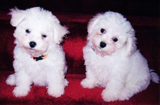 Two fluffy little white dogs sitting side by side on a shiny red couch with their heads tilted to the right