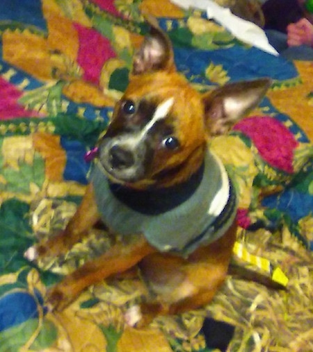 Topdown view of the front left side of a brown with white and black Boston Huahua that is sitting on a colorful blanket, it is wearing a sweater and it is looking up.