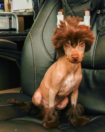 Sisko the brown Chinese Crested Puppy is sitting in a black leather computer chair. Its ears are taped up