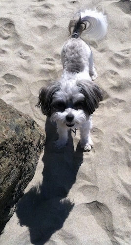 A white with grey Chorkie is standing in sand next to a large rock