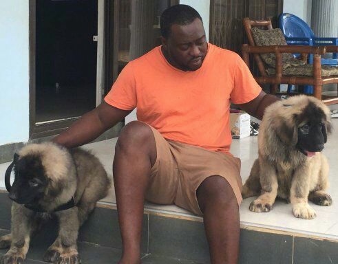Kane and Abel the Caucasian Shepherd puppies are sitting on each side of a man on a back porch