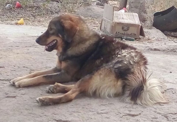 The back left side of a thick coated, large breed, black, brown and white Tibetan Mastiff dog laying on a dirt path. The dog is looking to the left, its mouth is open and its tongue is sticking out. There is a cardboard box to the right of it under a tree.