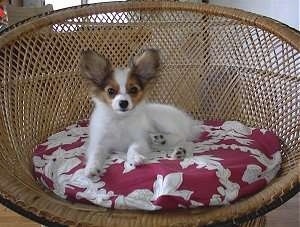 Front side view - A white with red and black Papillon Puppy is laying in a wicker chair on top of a red adn white pillow looking forward.