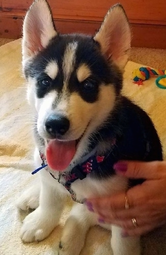 A small thick coated perk eared black and white puppy with a black nose looking happy with his pink tongue hanging out sitting down ona white towel with a person