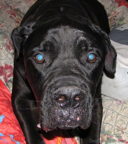 Front view looking down at the face of a large black dog with a huge head, brown eyes and a big black nose with extra skin laying down on a person