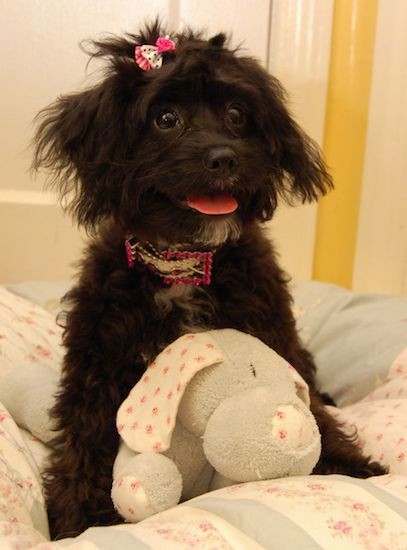 A small, wavy coated black dog with white on her chest and chin with wide dark eyes, a bow in her top knot, a bling pink and silver collar, ears that hang down to the sides with extra hair on them with a pink tongue showing sitting on a person