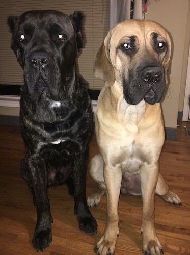 Two extra large breed dogs, black brindle and fawn with a black mask, both with muscular bodies and huge heads sitting side by side inside of a house on a hardwood floor