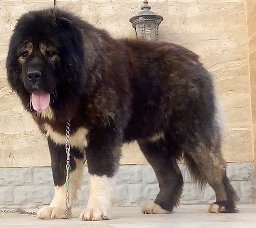 Front-side view of an extra large breed brown brindle and white dog that looks like a giant teddy bear with a very thick, soft looking coat, ears that hang to the sides, a huge head with a big black nose and large pink tongue standing in front of a building